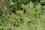 Smooth sumac